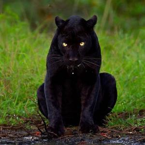 卡里姆·本泽马的VKontakte主页(@karimbenzema)