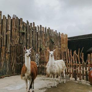 杰西卡·米拉·阿格纳西亚的VKontakte主页(@jscmila)