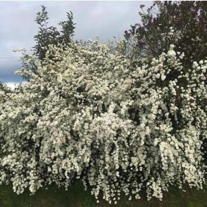 梨花的VKontakte主页(@rinchan521)