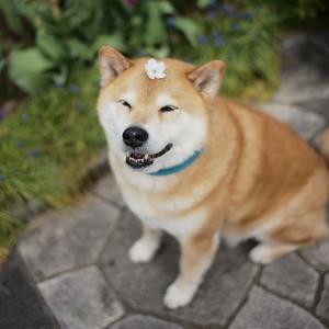 丸太郎Shinjiro Ono的VKontakte主页(@marutaro)