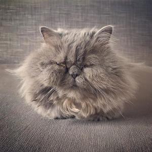 伊文娜·林奇VKontakte