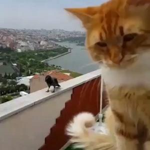 爱新觉罗·胤禩VKontakte