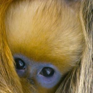 汉斯·季默VKontakte